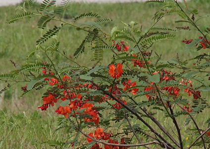 [The stems of this plant are 4-6 feet tall with branches containing many leaves. Red flowers grow in groupings at different sections of the stems along their own branches. It's sort of a mini tree, but dies completely to the ground to grow again each year.]